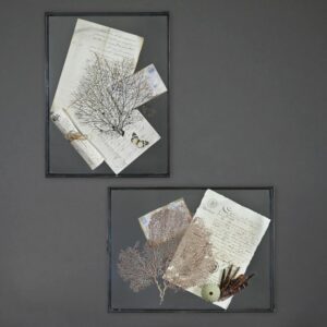 Coffret muraux naturaliste